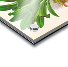 Masdevallia Roezli Acrylic print