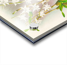 Dendrobium crumenatum Acrylic print