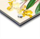 Cypripedium Druryi Acrylic print