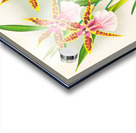 Miltonia blunti Acrylic print