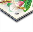 Cypripedium orphanum Acrylic print