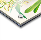 Epidendrum prismatocarpum Acrylic print