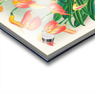 Masdevallia ignea Acrylic print