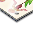 Cypripedium fraseri Acrylic print