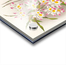 Dendrobium devonianum  Acrylic print