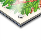 Masdevallia bella Acrylic print