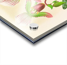 Cypripedium callosum Acrylic print