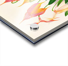 Masdevallia veitchiana  Acrylic print