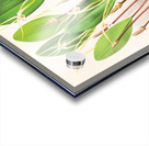 Dendrobium Inauditum Acrylic print