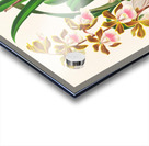 Epidendrum atropurpureum Acrylic print