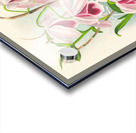 Dendrobium superbum var anosmum  Acrylic print