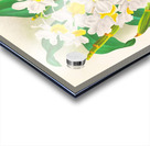 Dendrobium galliceanum Acrylic print