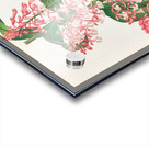 Epidendrum Paniculatum Acrylic print