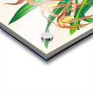 Maxillaria longisepala Acrylic print