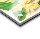 Lycaste costata Acrylic print