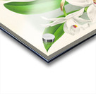 Laelia anceps var hyeana Acrylic print