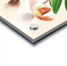 Cypripedium oenanthum superbum Acrylic print