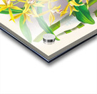 Dendrobium mirbelianum Acrylic print