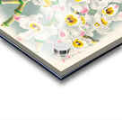 Dendrobium wardianum Acrylic print