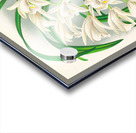 Cymbidium mastersi Acrylic print