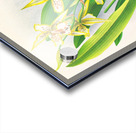 Odontoglossum duvivierianum Acrylic print