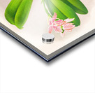 Phalaenopsis luddemanniana Acrylic print