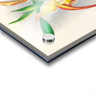 Selenipedium grande Acrylic print