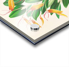 Restrepia antennifera Acrylic print