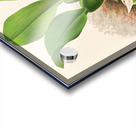 Trichopilia Suavis Acrylic print