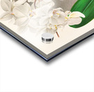 Phalaenopsis amabilis Acrylic print