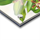 Zygopetalum jorisianum Acrylic print