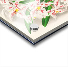 Odontoglossum alexandrae var cutsemianum Acrylic print