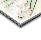 Vanda kimballiana Acrylic print