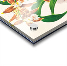 Odontoglossum luteo-purpureum Acrylic print