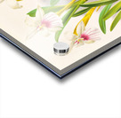 Miltonia spectabilis Acrylic print