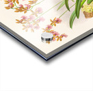 Oncidium cucullatum Acrylic print