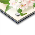 Spathoglottis Augustorum Acrylic print