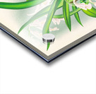 Rodriguezia refracta Acrylic print