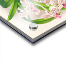 Vanda suavis Acrylic print