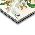 Zygopetalum intermedium Acrylic print