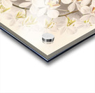 Phalaenopsis Stuartiana Acrylic print