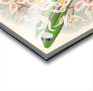 Odontoglossum Ruckerianum Acrylic print