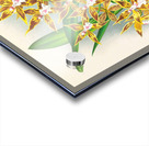 Odontoglossum boddaertianum Acrylic print