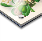 Phalaenopsis sumatrana Acrylic print