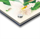 Stanhopea oculata Acrylic print