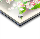 Phaius humbloti Acrylic print