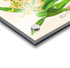 Vanda lindeni Acrylic print