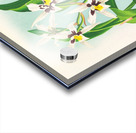 Odontoglossum maxillare Acrylic print