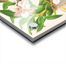 Odontoglossum rubescens Acrylic print