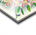 Odontoglossum schlesingerianum Acrylic print